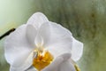 White orchid on glass in rainy day Royalty Free Stock Photo