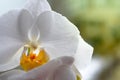 White orchid on glass in rainy day Royalty Free Stock Photo