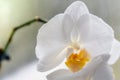 White orchid on glass in rainy day Royalty Free Stock Photo