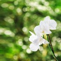 White orchid, green bokeh in background.