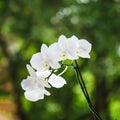 White orchid, green bokeh in background.