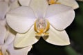 White orchid