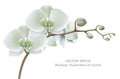 White orchid Royalty Free Stock Photo