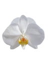 White orchid isolated on white background Royalty Free Stock Photo