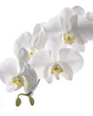 White Orchid Isolated on White Background