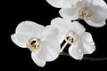 White Orchid Isolated on black background