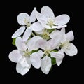 White orchid isolated on black. Closeup of spring flowering in the apple orchard isolated Royalty Free Stock Photo