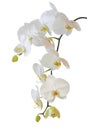 White orchid isolated on white