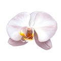 White orchid isolated on a white