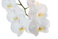 White orchid isolated on white background