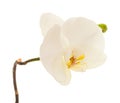 White orchid isolated on white Royalty Free Stock Photo