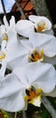 White orchid in jayakarta hotel Royalty Free Stock Photo