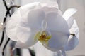 White orchid with large petals creates home comfort and romantics
