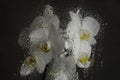 White orchid. Look through the glass covered with drops of water Royalty Free Stock Photo