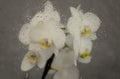 White orchid. Look through the glass covered with drops of water Royalty Free Stock Photo