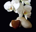 White orchid and love heart. Royalty Free Stock Photo