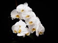 White orchid lowkey Royalty Free Stock Photo