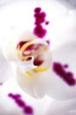 White orchid macro detail Royalty Free Stock Photo