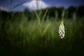 White orchid on the meadow. uropean terrestrial wild flower in nature habitat, detail of bloom, green clear background, Czech Repu