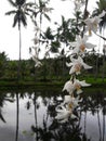 White orchid in mirror water Royalty Free Stock Photo