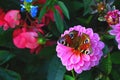 White orchid with nature light close upPink Dahlia pinnata with nature light close up and beauty colorful butterfly