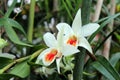 A White Orchid with an Orange Speckled Lip Among Bamboo Trees