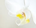 White orchid phalaenopsis