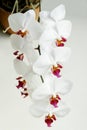 White orchid phalaenopsis