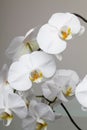 White orchid - phalaenopsis flower closeup Royalty Free Stock Photo