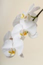 white orchid - phalaenopsis flower closeup Royalty Free Stock Photo