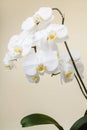 White orchid - phalaenopsis flower closeup