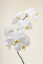 White orchid - phalaenopsis flower closeup