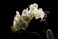 White orchid Phalaenopsis isolated on black background. White orchid branch blossom Royalty Free Stock Photo