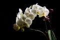 White orchid Phalaenopsis isolated on black background. White orchid branch blossom Royalty Free Stock Photo