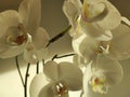 White orchid Phalaenopsis with lightening effect Royalty Free Stock Photo