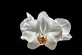 White orchid phalaenopsis Moth Orchid or Phal flower isolated on black background Royalty Free Stock Photo