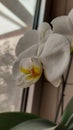 White Orchid photo. Beautiful gift. Close-up. Royalty Free Stock Photo