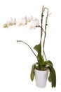 White orchid plant cut out Royalty Free Stock Photo