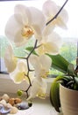 White orchid in pot on windowsill Royalty Free Stock Photo