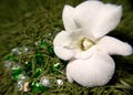 White orchid and precious heart Royalty Free Stock Photo
