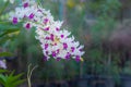 White Orchid - Purple , Background blur Royalty Free Stock Photo