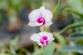 White Orchid - Purple , Background blur Royalty Free Stock Photo