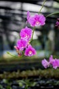 White Orchid - Purple , Background blur Royalty Free Stock Photo