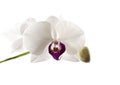 White orchid with purple core isolated against white