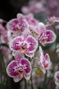 White orchid with purple dots from the garden