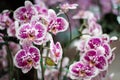 White orchid with purple dots from the garden