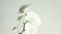 White orchid rotates 360 on white background