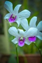 White orchid in Royal Botanic Gardens,kandy,Sir Lanka