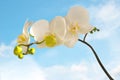 White orchid on sky background Royalty Free Stock Photo