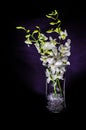 White orchid